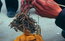 Sự thật về đông trùng hạ thảo: Có thật sự 'thần thánh' như lời đồn? Có tác dụng với bệnh ung thư không?