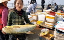 Trúng đậm mẻ cá chim vàng, một đêm ngư dân thu về hơn nửa tỷ đồng