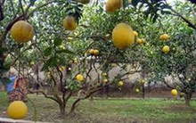 Giá bưởi Diễn ở Tuyên Quang giảm sâu nhưng tiêu thụ vẫn chậm