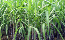 Cổ phiếu tăng mạnh, Mía đường Lam Sơn mang 3 triệu cổ phiếu quỹ ra bán