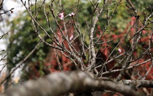 "Đào rừng" và câu chuyện “tem thông hành” ra chợ Tết