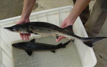 8/11 mẫu cá tầm bán tại Hà Nội và TPHCM nhập lậu từ Trung Quốc?