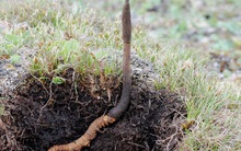 Đông trùng hạ thảo thật đã "trốn" lên cao thêm 500m, ngay tại Tây Tạng: Sự thật đáng buồn!