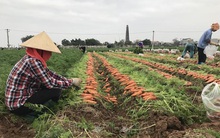Bội thu tại vùng sản xuất chuyên canh cà rốt