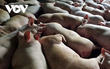 Thương lái nuôi “heo gột” thu lợi nhuận cao trong dịp Tết