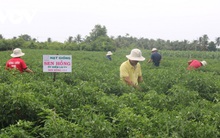 Người dân trồng ớt trúng mùa, trúng giá