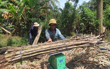 Lựa chọn nào cho nhà máy đường còn lại ở ĐBSCL?