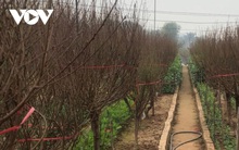 Người trồng đào, quất tất bật vào mùa Tết