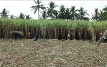 Giá mía nguyên liệu tại Gia Lai có xu hướng tăng