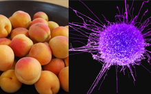 Đập tan huyền thoại 'kiềm hóa cơ thể chữa ung thư': Bác sĩ đoạt giải Nobel bị lợi dụng vô tội vạ!