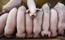 Giá lợn tại Trung Quốc đã giảm hơn 12%