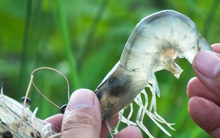 Thực phẩm Sao Ta (FMC): Doanh thu 9 tháng đầu năm ước đạt 154,6 triệu USD, tăng 12% so với cùng kỳ 2020