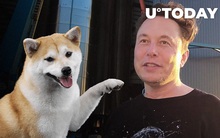Sự nguy hiểm đằng sau cơn sốt tiền ảo Shiba Inu