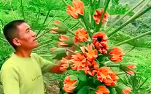 Lão nông khoe cây đu đủ kỳ quái trái bung nở như hoa thu hút 2,6 triệu lượt xem, dân mạng rình mò phát hiện sự thật "không cãi được"