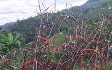 Người Hà Nội chơi hoa đào nở sớm, tưởng như Tết đã tới thật gần