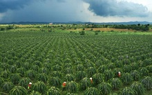 Thanh long Bình Thuận "mở khóa" vào Nhật Bản