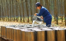 Công ty mẹ Cao su Phước Hòa (PHR) báo lãi quý 3/2021 giảm 54% so với cùng kỳ, lợi nhuận 9 tháng chỉ đạt 16% kế hoạch năm