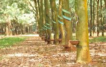 Cao su Thống Nhất (TNC) báo lãi quý 3 gần gấp 5 lần cùng kỳ, vượt 14% kế hoạch năm