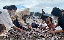 Nghệ An: Dân trắng đêm thu “lộc biển” sau bão số 8