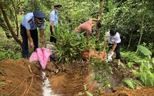 Tiêu hủy hơn 100 tấn lợn nhiễm dịch tả Châu Phi