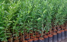 Giống cây trồng Miền Nam (SSC) báo lãi quý 3/2021 giảm 42%, còn hơn 8 tỷ đồng