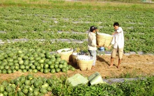 Nhiều nông sản ở ĐBSCL tăng giá trở lại