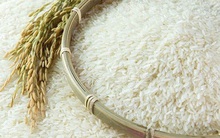 Thu hồi lô gạo ST25 xuất đi Bỉ do dư lượng hoá chất vượt quy định