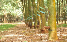 Cao su Đồng Phú (DPR): Sản lượng giảm nhưng giá bán tăng dẫn đến lợi nhuận quý 3 gần đi ngang so với cùng kỳ