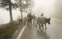 Từ đêm nay, Bắc Bộ chuyển rét vùng núi có nơi dưới 15 độ C