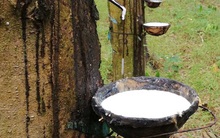 Không còn khoản đền bù đất, LNST 9 tháng của Cao su Phước Hòa (PHR) giảm 53% so với cùng kỳ xuống mức 340 tỷ đồng