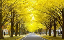 Cả phố trồng một loại cây ra quả bốc mùi hôi thối, người Hàn liền nghĩ ra cách trị khiến ai cũng bật cười khi ngước nhìn