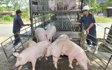 Giá lợn hơi sẽ đảo chiều, tăng mạnh trong tuần tới?