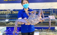 Cua hoàng đế màu xanh tím siêu hiếm, khách trả gầp 25 lần cũng không bán