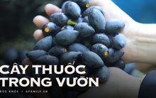 Đen như than, cực xấu xí nhưng loại quả này đắt gấp mấy lần thịt: Ăn cực ngon, tận dụng có thể trị bệnh tốt ngang "thuốc quý"