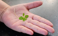 3 đặc điểm trên bàn tay cho thấy thận của nam giới đang rất khỏe mạnh, nếu bạn có đủ cả thì xin chúc mừng