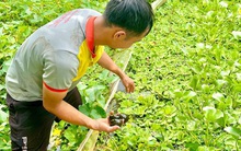 Chàng trai xứ voi thu nhập trăm triệu đồng mỗi năm nhờ nuôi ốc nhồi