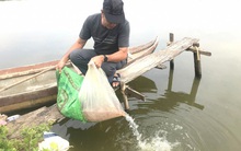 Tôm nuôi chết hàng loạt vì sốc môi trường