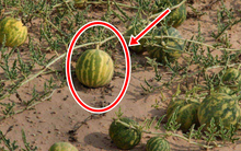Trên sa mạc bất ngờ mọc vô số quả dưa hấu, chuyên gia: Có khát cũng không được chạm vào