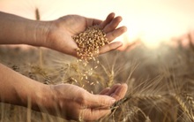 "Hậu tận thế": Nông dân trên toàn thế giới "chật vật" đối mặt với cuộc khủng hoảng lương thực, tìm ra giải pháp bằng mọi giá hay chấp nhận số phận?