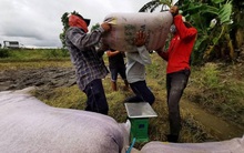 Giá vật tư, phân bón lên rất cao gây khó cho nông dân ĐBSCL