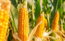 Khi cường quốc số 1 thế giới làm nông nghiệp: Sản xuất được quá nhiều, quá nhanh, nước Mỹ không biết làm gì với 380 triệu tấn ngô mỗi năm