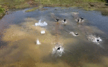 ẢNH, VIDEO ĐỘC QUYỀN: Chó nghiệp vụ CSCĐ hung mãnh băng qua 'bão đạn' quật ngã tội phạm