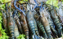 Tôm càng xanh cỡ đại rẻ khó tin bán đầy chợ mạng, giá chỉ từ 190.000 đồng/kg