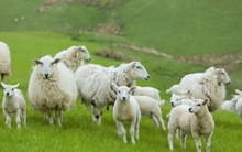 Câu hỏi phỏng vấn: Làm thế nào đưa 100 con cừu qua sông trong 3 lần với số cừu bằng nhau?