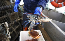 Tôm hùm, cua và bạch tuộc có thể cảm nhận nỗi đau, việc ăn chúng có thể sẽ cần sự "tôn trọng"