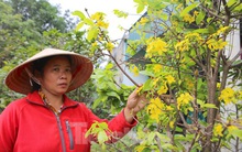 Mai Kỳ Nam nở sớm, dân thấp thỏm lo mất Tết