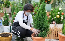 Cây thông Noel mini thu hút khách trên 'chợ mạng'