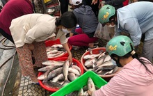 Cá sủ, cá mú bí đầu ra, người Đà Nẵng ra tay 'giải cứu'