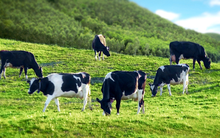 Vilico (VLC) thông qua hồ sơ phát hành cổ phiếu hoán đổi để sáp nhập với GTNFoods