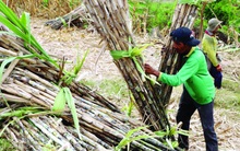 Đường “đắng”